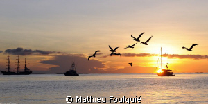 Pelicans at the sunset_Los Roques by Mathieu Foulquié 